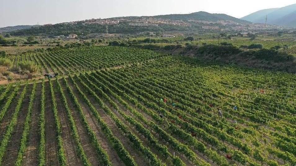 Città del vino: sul podio le cantine di Luogosanto, Badesi e Luras