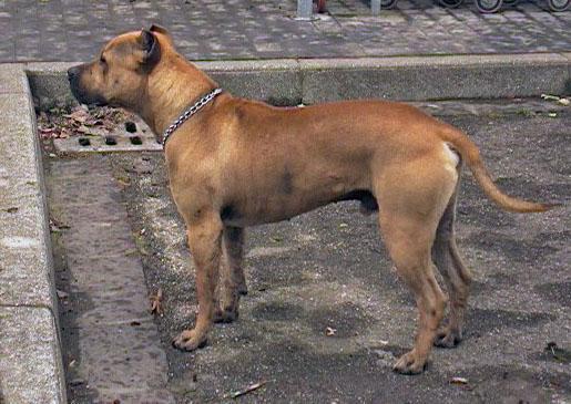 Un esemplare di pitbull (foto archivio)