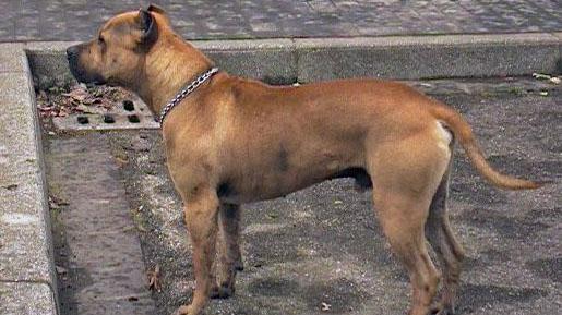 Un esemplare di pitbull (foto archivio)