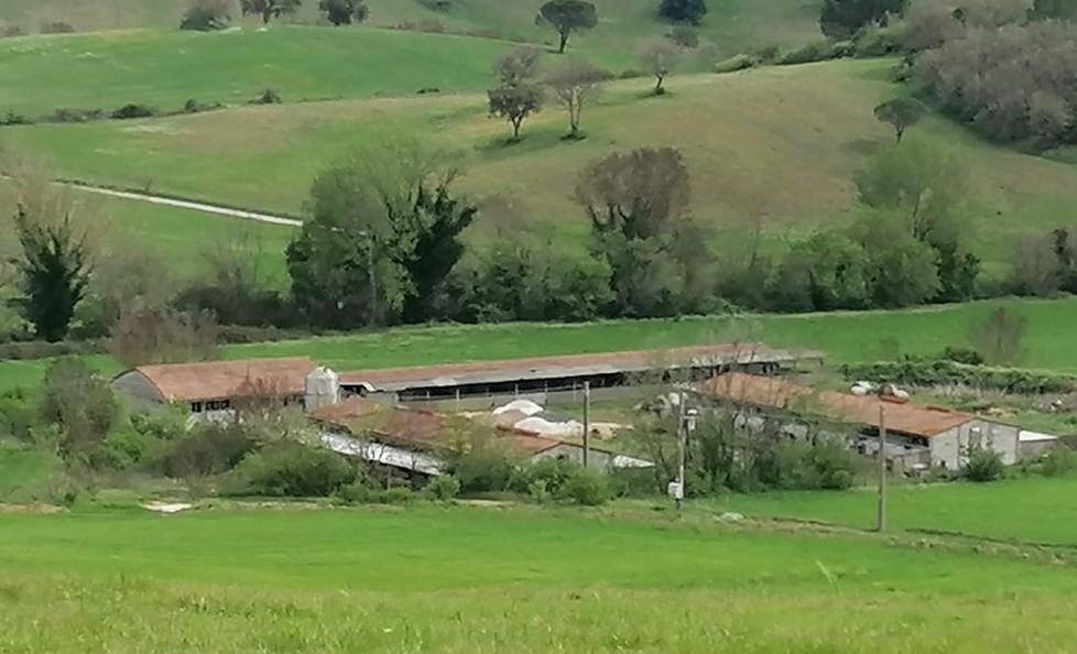 Suini, il caso dell’allevamento arriva in consiglio comunale 