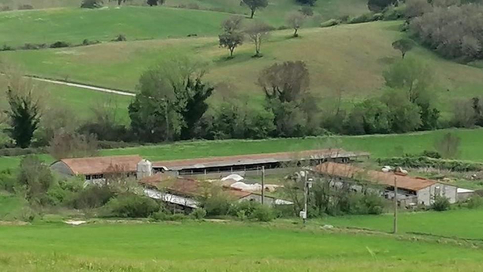Suini, il caso dell’allevamento arriva in consiglio comunale