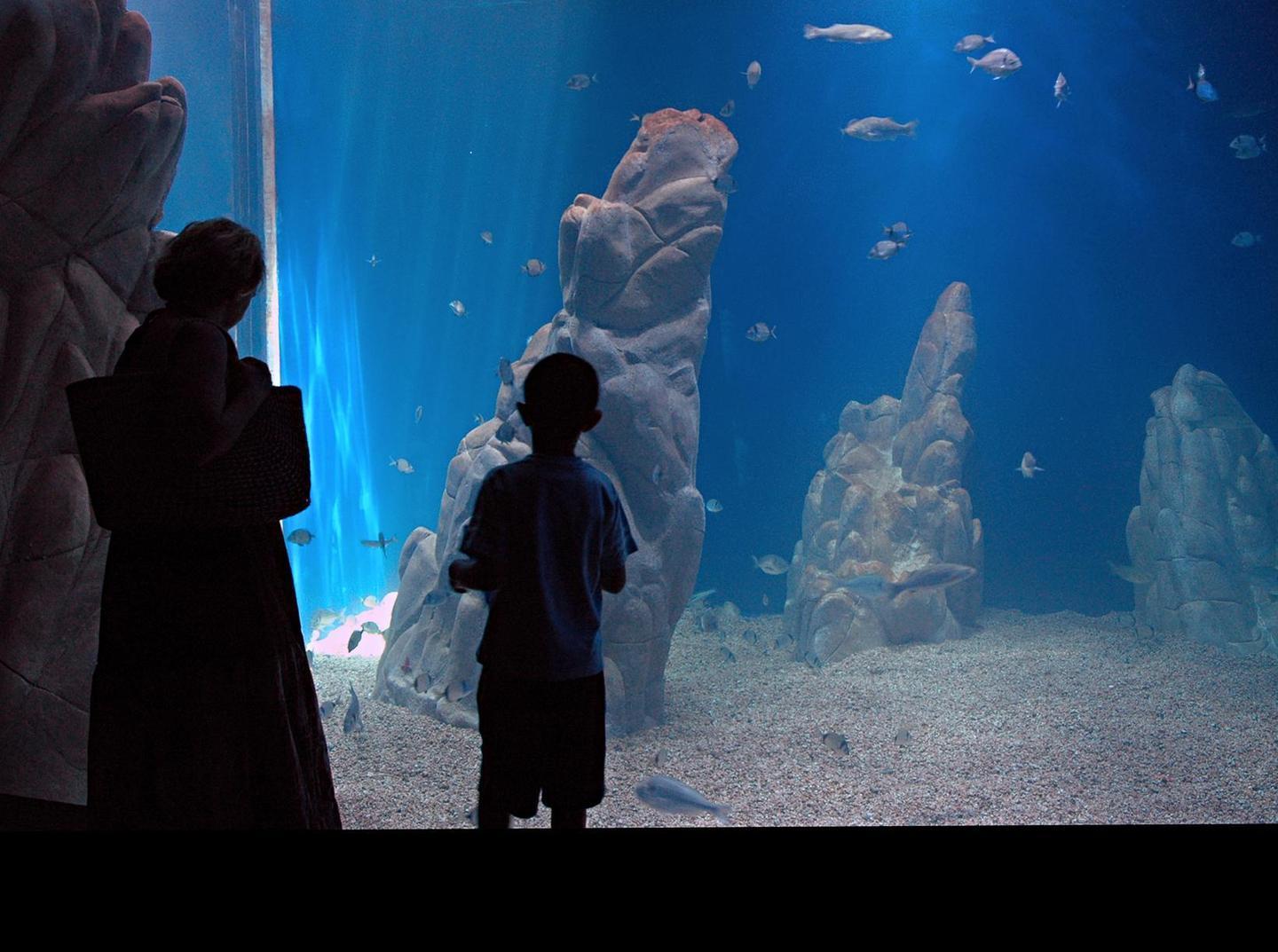 L’Acquario riapre con nuovi ospiti 