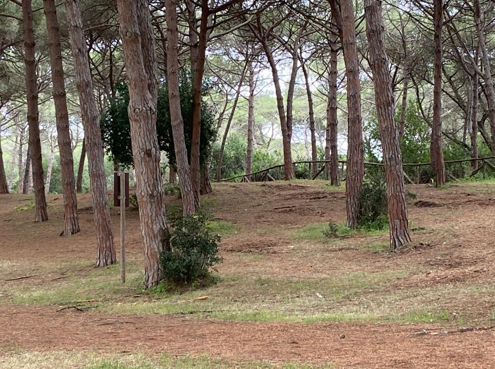 Le pinete affidate alle cure dell’Agenzia Forestas 