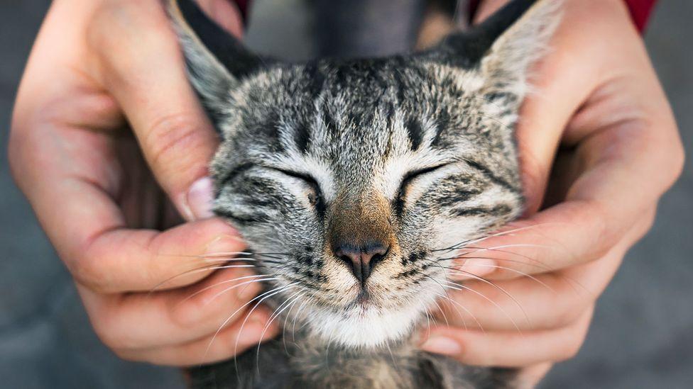 Pisa, ami-nemiche in Tribunale per... il gatto 