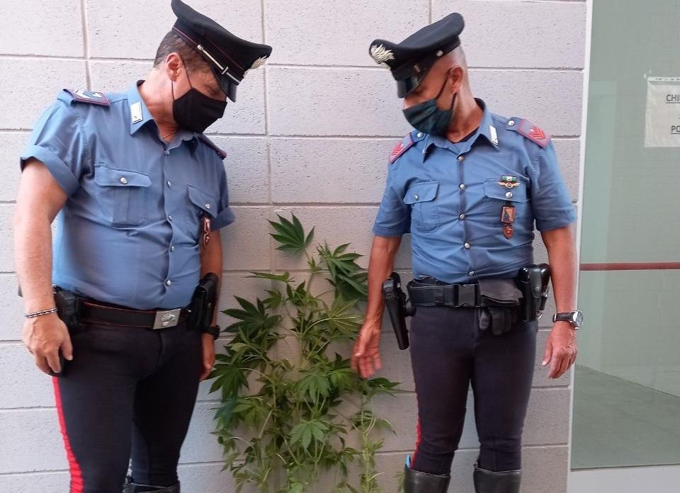 I carabinieri con le piante di canapa indiana sequestrate