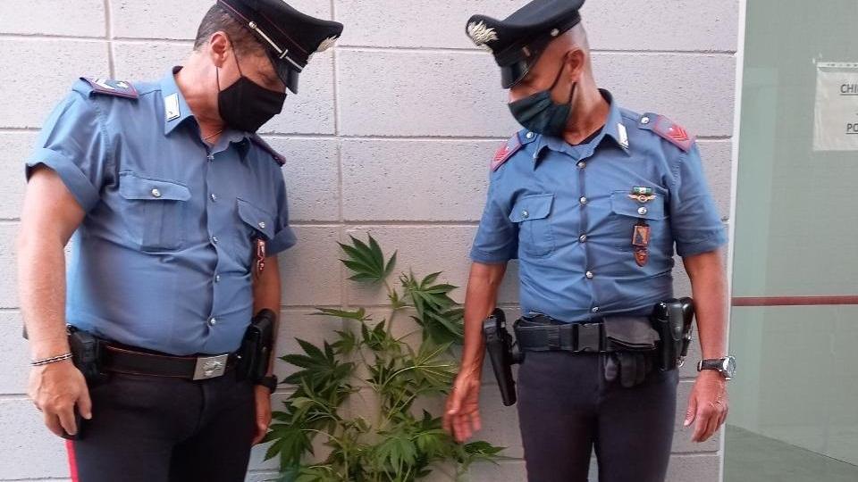 I carabinieri con le piante di canapa indiana sequestrate