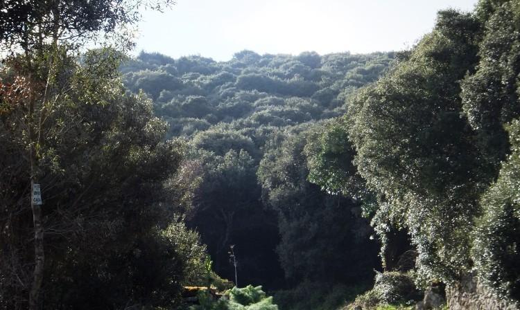 Forestali si arrampicano sulle rocce del Montiferru per raggiungere una turista dispersa