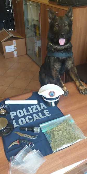 Il cane antidroga Victor trova la marijuana nella casa di un 23enne 