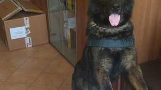 Il cane antidroga Victor trova la marijuana nella casa di un 23enne