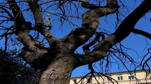 «Leccio e parapetto pericolosi sul Bastione della Rimembranza»