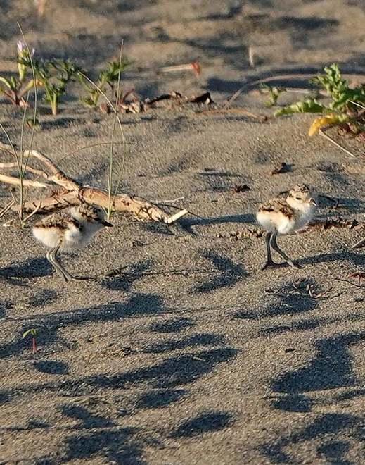 Piccoli fratini a rischio Appello a tenere legati i cani in spiaggia 