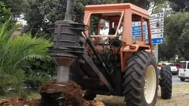 Punteruolo killer, arrivano 50 nuove palme