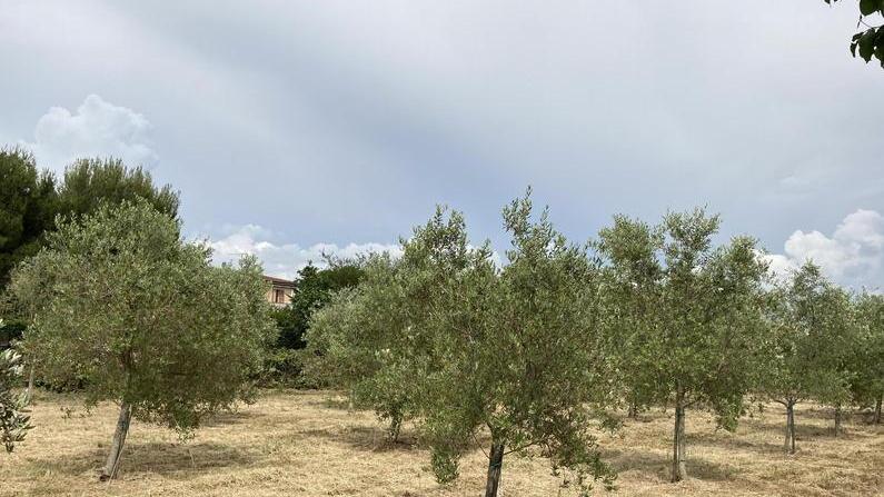 I ragazzi del Mattei adottano un’oliveta «Cura delle piante e olio per la cucina»