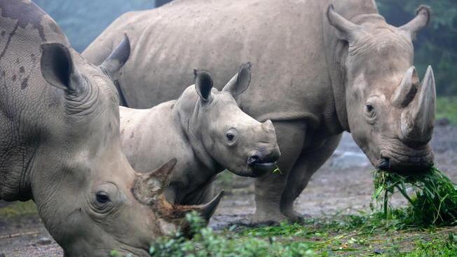 Rinoceronte femmina da Taiwan a Tokyo per salvare la specie