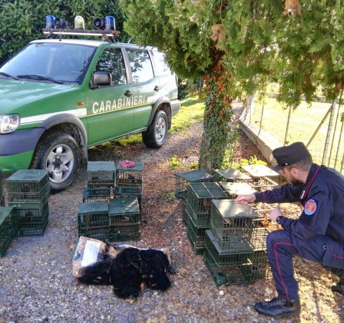 Bracconiere uccideva animali con scosse elettriche: preso