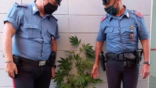 Chiamati per sedare una lite scoprono piante di marijuana