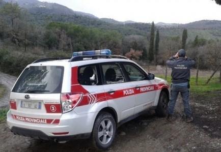 La Polizia provinciale cattura 14 cinghiali a Germinaia