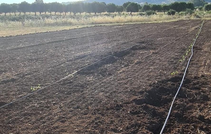 Animali selvatici devastano i campi 