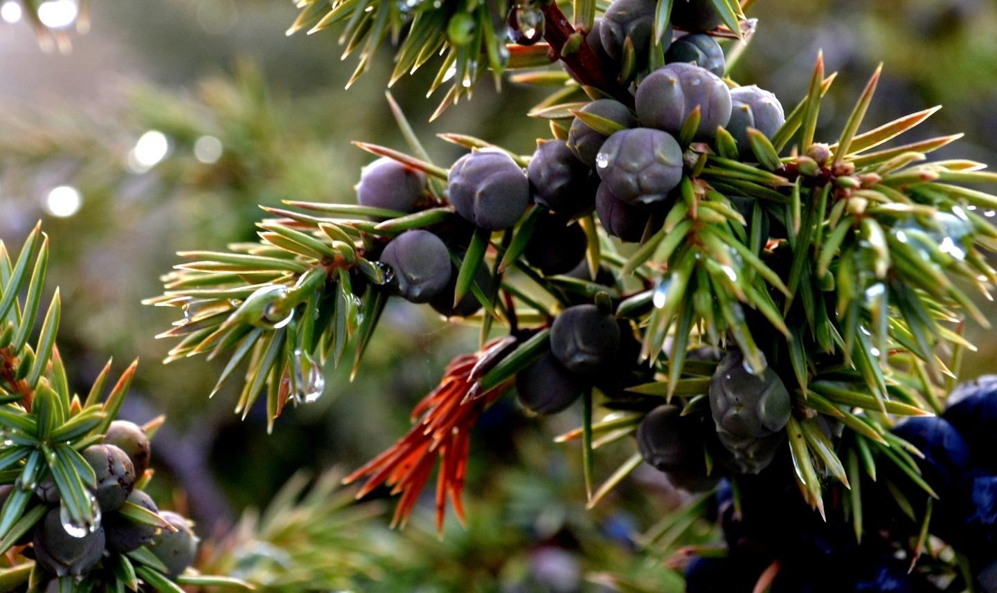 Accordo con la Romania per le erbe aromatiche 