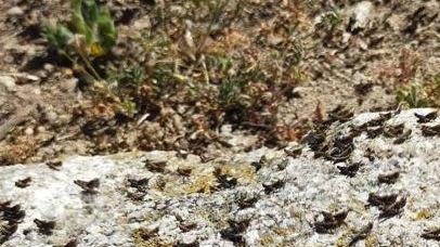 «Fronte unico vincente nella lotta alle cavallette»