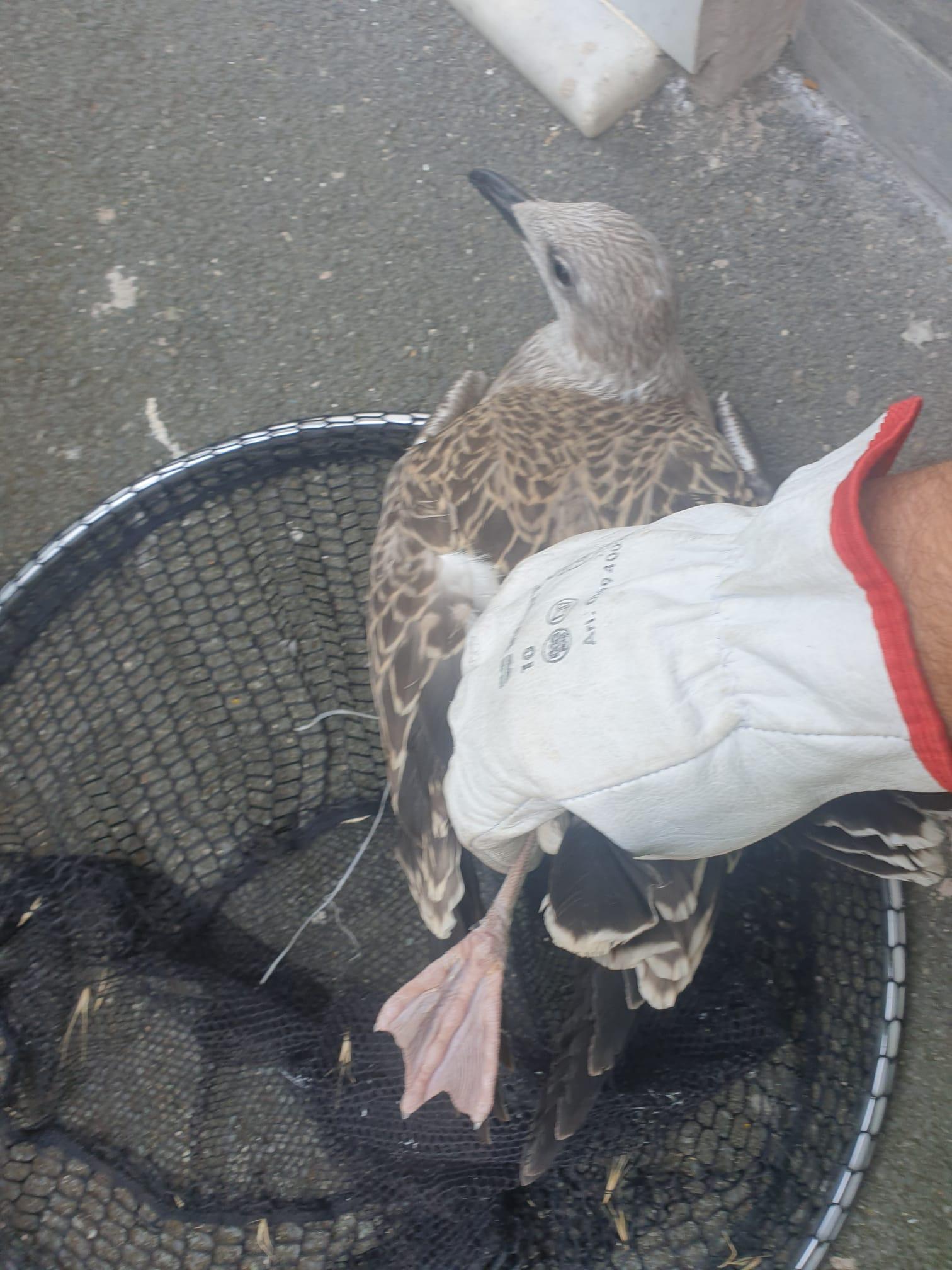 L'uccello con le zampe legate
