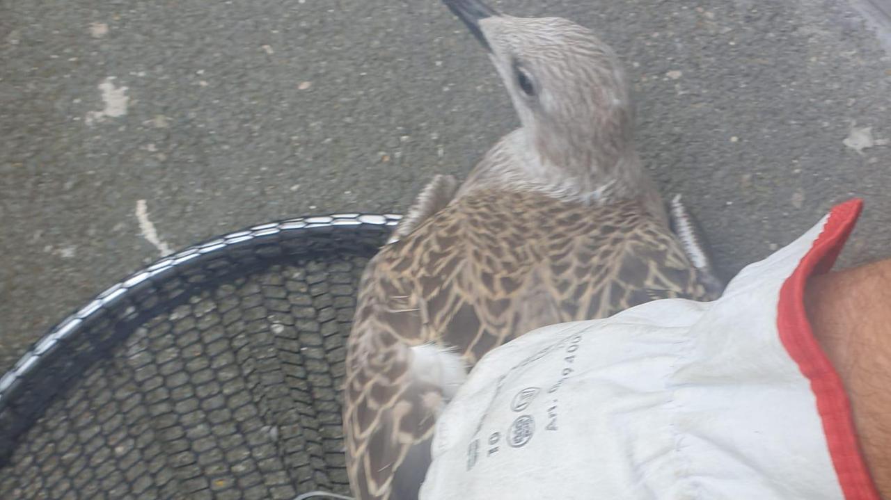 L'uccello con le zampe legate