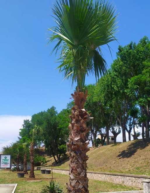 Piantate 25 nuove palme