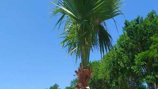 Piantate 25 nuove palme