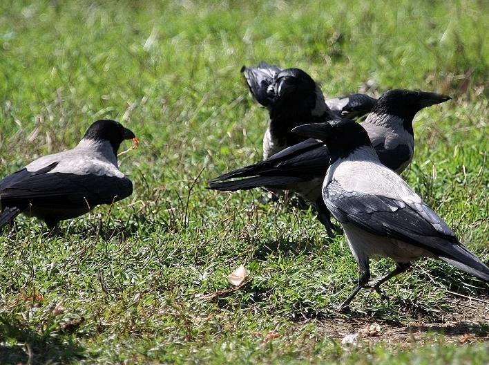 Cornacchie via libera all’abbattimento 