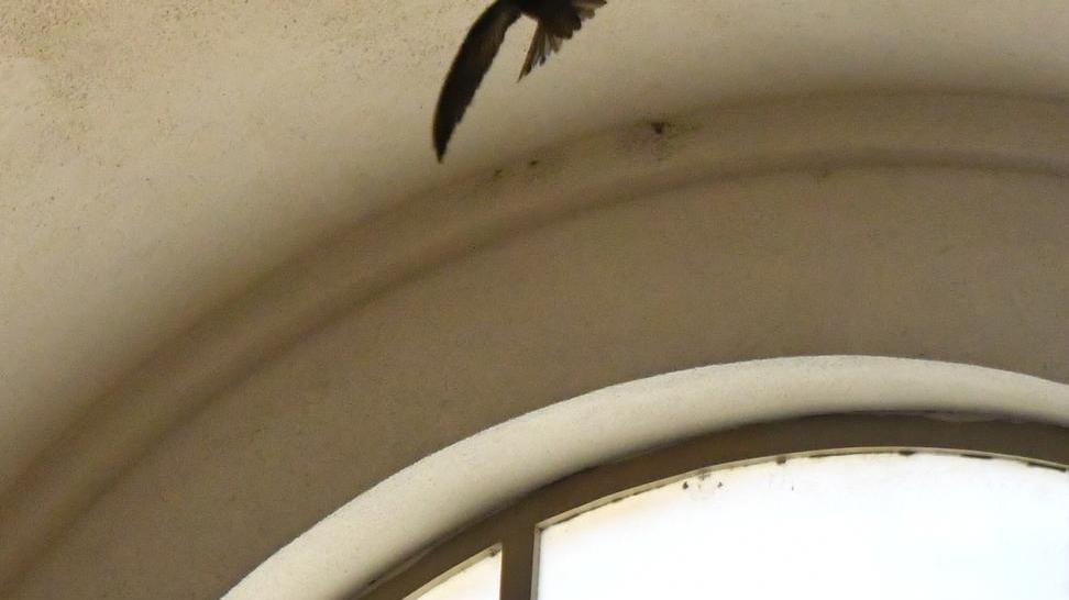 Rondone in volo tra toghe e aule riesce a liberarsi dopo 48 ore