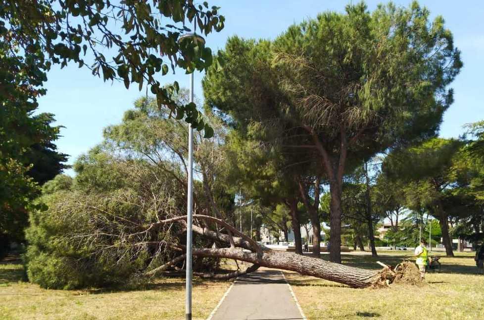 Grosso pino precipita nel parco in città: «Per caso non siamo rimasti schiacciati» 