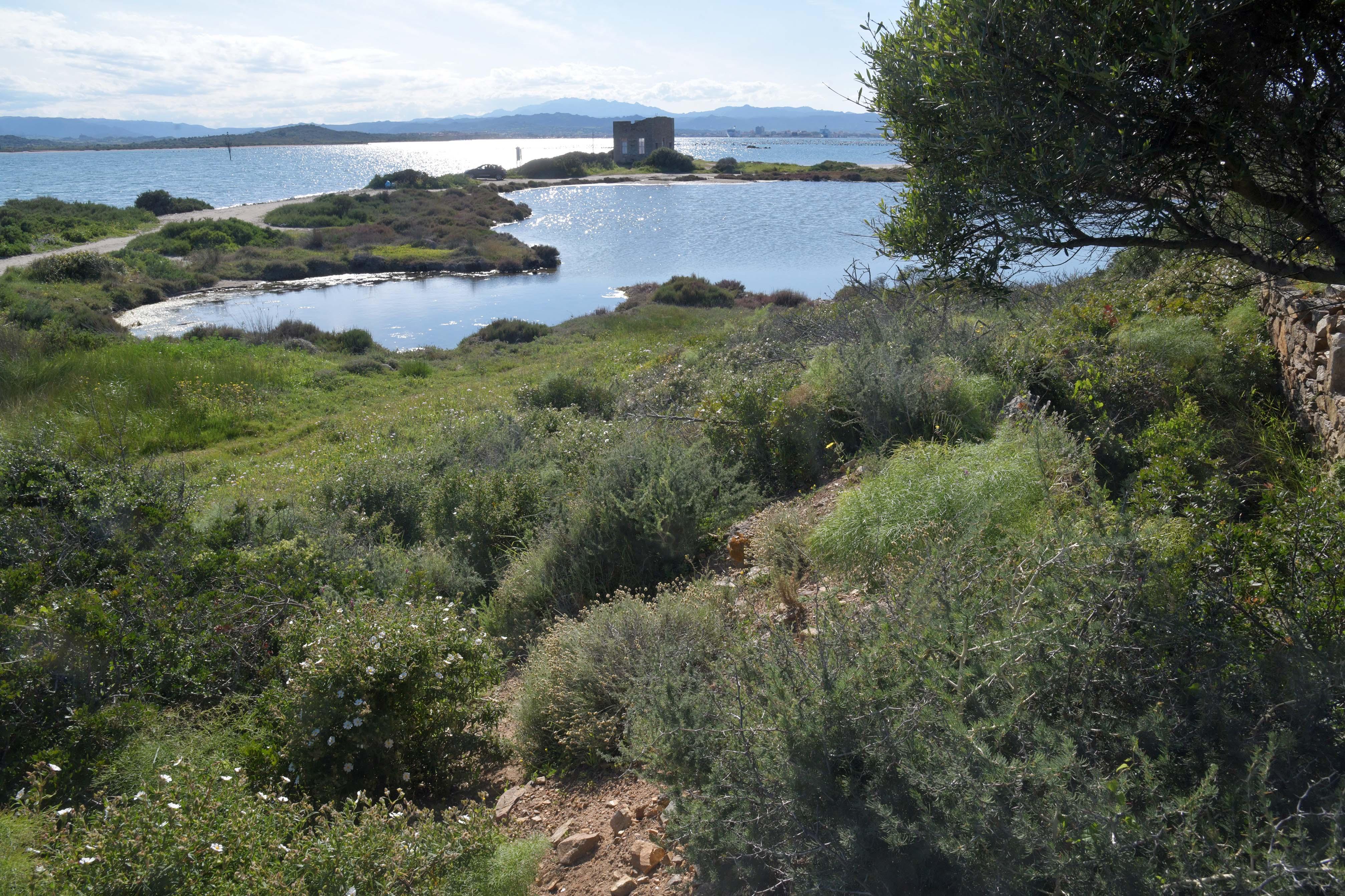A Sa Testa, secondo gli accordi fra il Comune di Olbia e il Cipnes, dovrebbero sorgere dei cantieri nautici