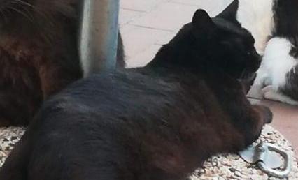 Muore gatta della colonia felina assalita e straziata da un cane 