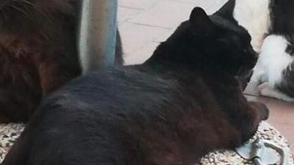 Muore gatta della colonia felina assalita e straziata da un cane