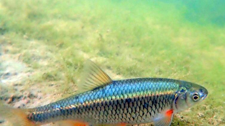 Museo di Storia Naturale, apre la nuova sala dell’acquario di acqua dolce