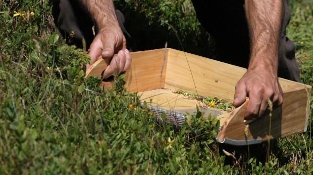 «Regole più rigide per funghi e altri prodotti del sottobosco»