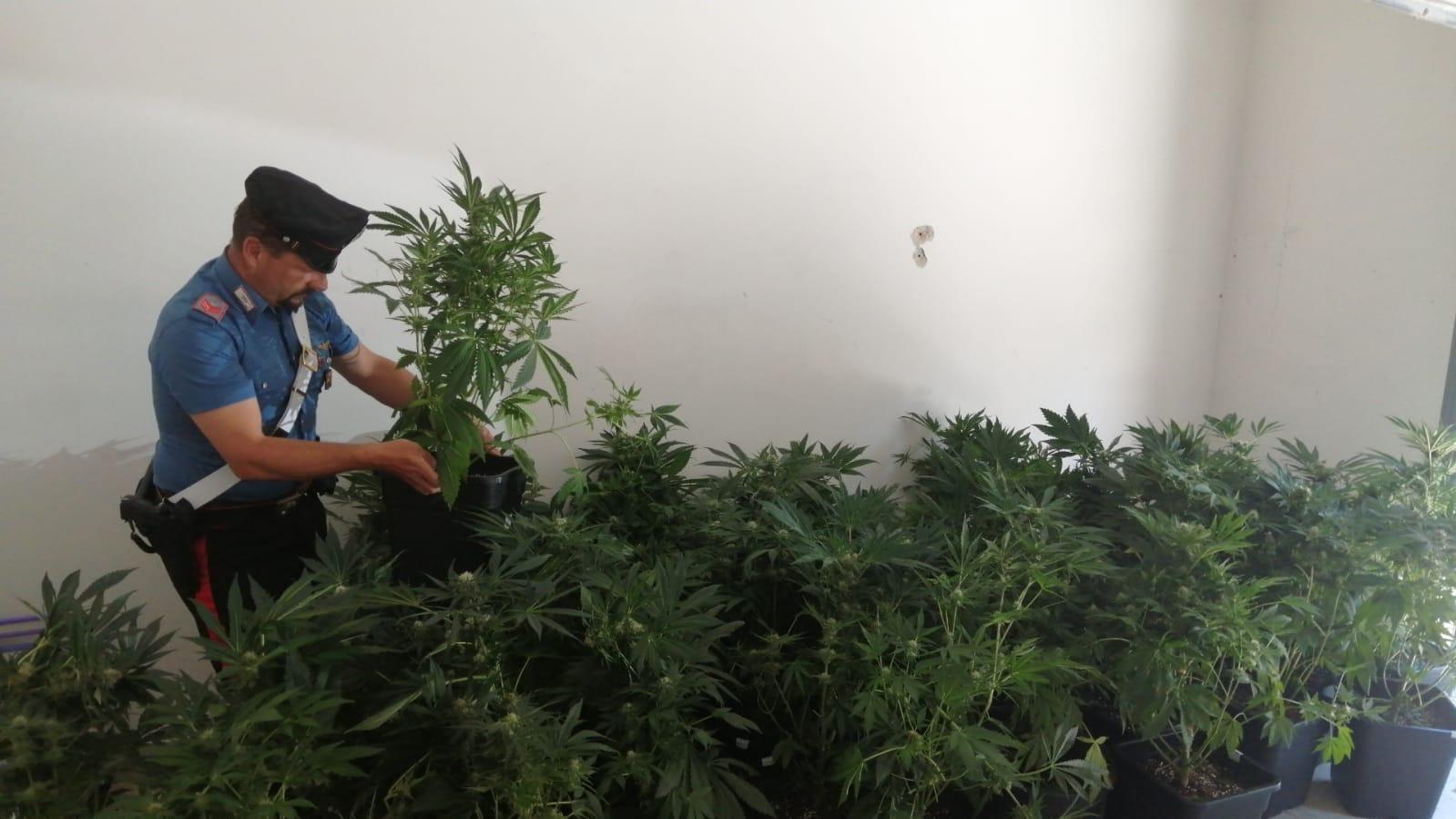 I carabinieri e le piante di marjuana