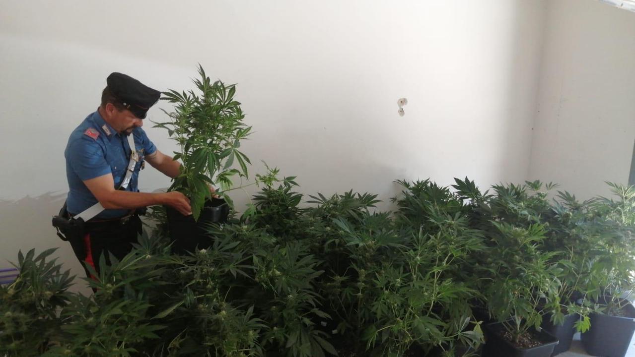 I carabinieri e le piante di marjuana