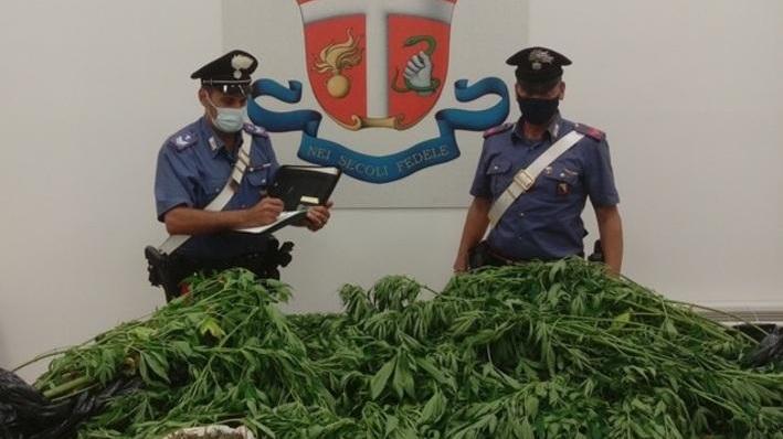 Coltiva marijuana giovane bagnino nei guai Sequestrate 20 piante