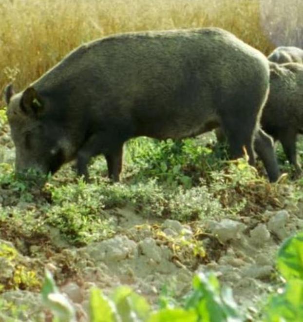 Orti assediati dai cinghiali, emergenza in Lunigiana