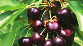 Ciliege, primato da preservare Ma il pericolo arriva dal meteo