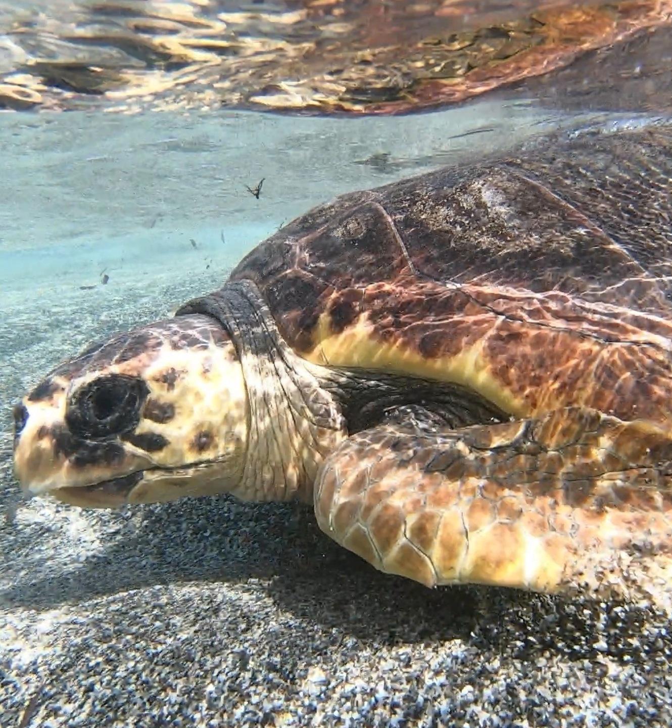 Il progetto “Tartalife” del Parco nazionale si aggiudica il “Life Award 2021” dell’Ue