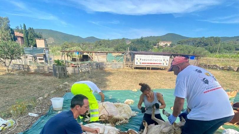 Torna a Lacona la tosatura delle pecore E Sara la pastora si coccola gli ovini