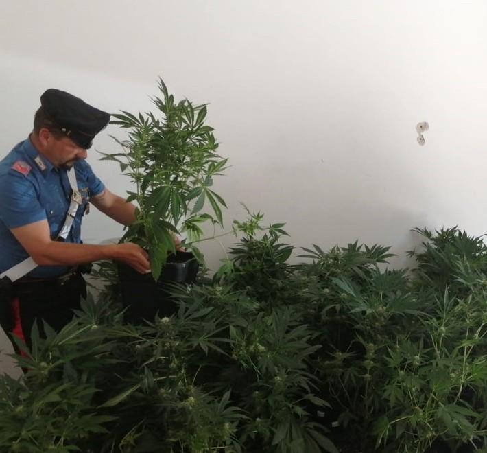 Una serra di marijuana in casa Arrestato un uomo di 28 anni