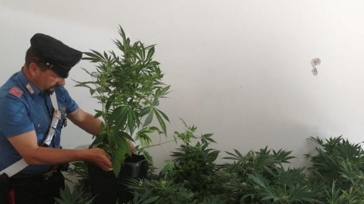 Una serra di marijuana in casa Arrestato un uomo di 28 anni