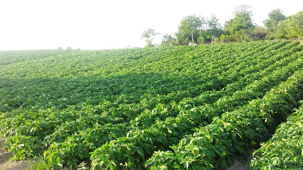 Un terreno agricolo