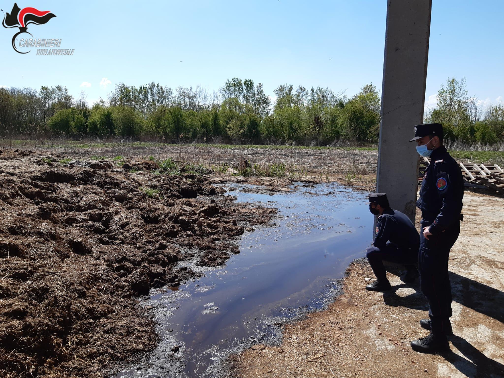 Liquami dall'allevamento nei terreni sottostanti, 2mila euro di sanzione per un agricoltore