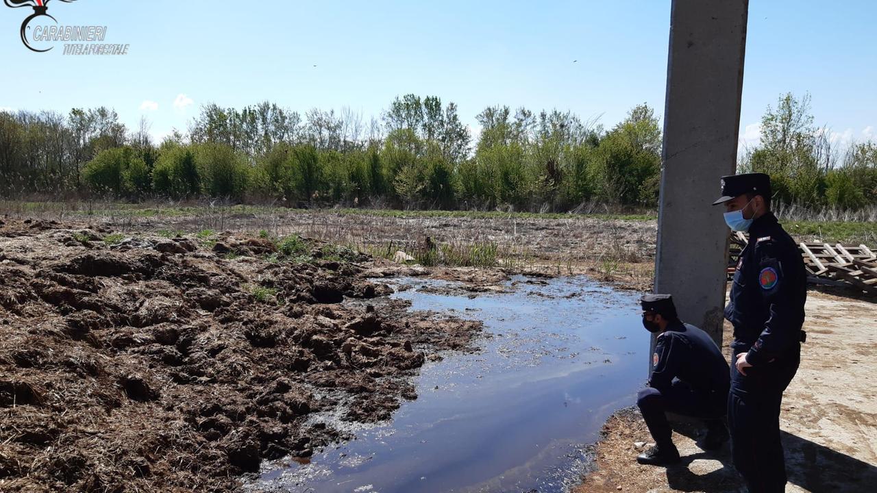 Liquami dall'allevamento nei terreni sottostanti, 2mila euro di sanzione per un agricoltore