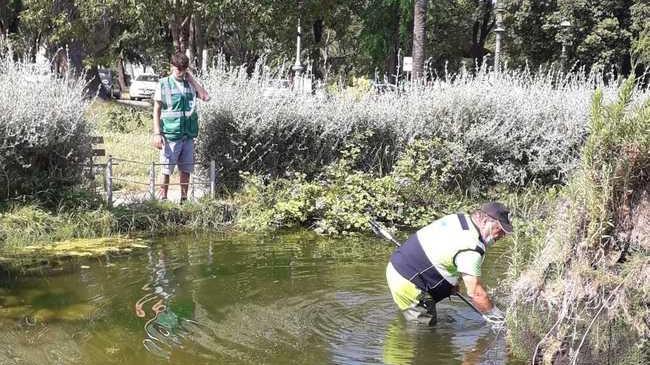 Recuperate dai volontari di Anpana le ultime due tartarughe abbandonate nella vasca di piazza Dante