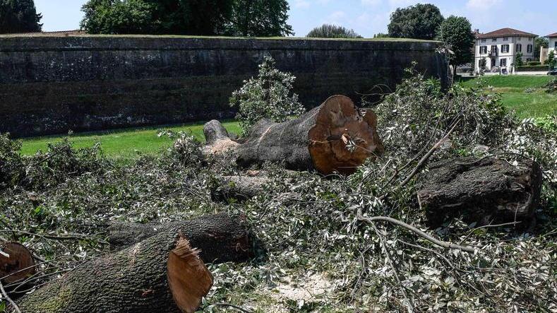 Abbattuti undici alberi sui viali
